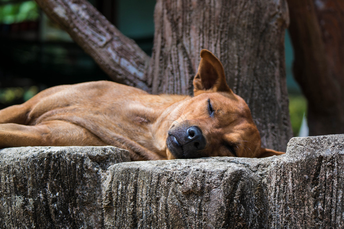 Giấc ngủ của một chú chó Phú Quốc. Ảnh: Gurveer Birdi / 500px.com.