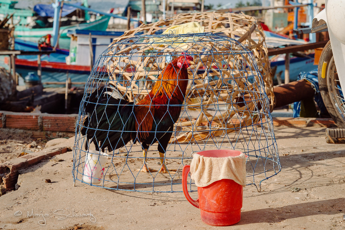 Một góc đời thường Phú Quốc: Chú gà trên bến cá. Ảnh: Marja Schwartz / 500px.com.