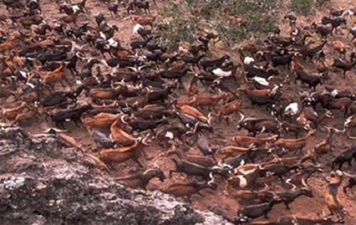 Không chỉ tàn phá hệ thực vật nơi đây, số lượng xác chết dê quá nhiều còn ảnh hưởng nghiêm trọng tới vệ sinh môi trường của quần đảo.