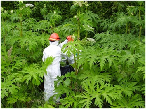 Tò mò với loài cây ngò tây khổng lồ, một số người làm vườn châu Âu và Bắc Mỹ nhập giống cây này về và nhanh chóng hối hận về việc đã làm.