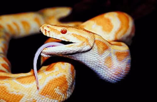 Từ năm 1999 đến 2004, 144.000 con trăn Burmese đã được nhập khẩu vào Mỹ như một loài thú cưng đáng yêu.