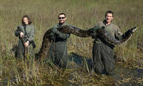 Người dân Mỹ, đặc biệt là bang Florida, hết sức thích thú với loài này trước khi nhận ra chúng là một “quái vật” ăn thịt khổng lồ có thể phát triển tới hơn 6m.