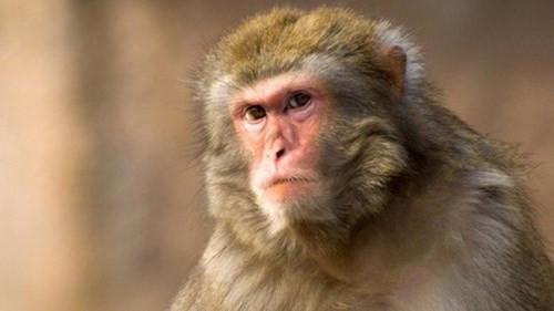 Trong một dự án xây đảo nhỏ dành riêng cho khỉ nâu tại Vườn quốc gia Florida, chủ dự án đã nhập về 6con khỉnâu mặt đỏ nhưng lại để chúng trốn thoát.