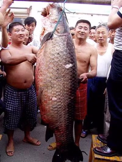 Chuyen gia san thuy quai Ho Tay va lan bat tram den 2,5 ta o Viet Tri-Hinh-5