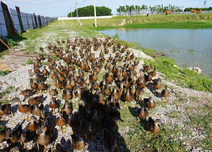 Thậm chí có hộ còn làm cả trang trại vịt, ngan trong dự án.