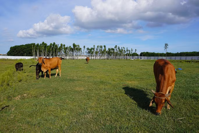 Dự án "đắp chiếu" nhiều năm, nhiều người dân đã đưa bò vào trong chăn thả.