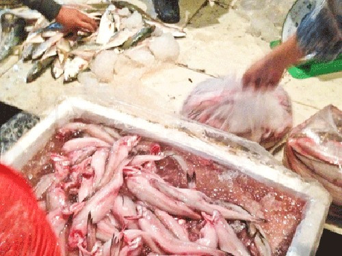 Để bảo quản cá khoai tươi lâu, tiểu thương ngâm cá khoai trong nước có chất cấm.