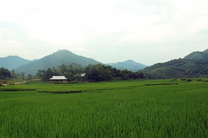 Ngoài ra, ở đây bạn có thể thưởng thức món đặc sản thịt lợn rừng và rượu Xuân Sơn cay nồng bên bạn bè sẽ rất tuyệt vời.