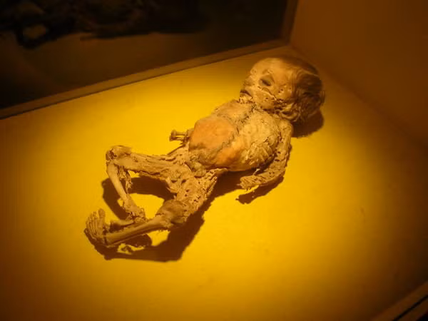 Một xác ướp trẻ em ở bảo tàng Guanajuato.