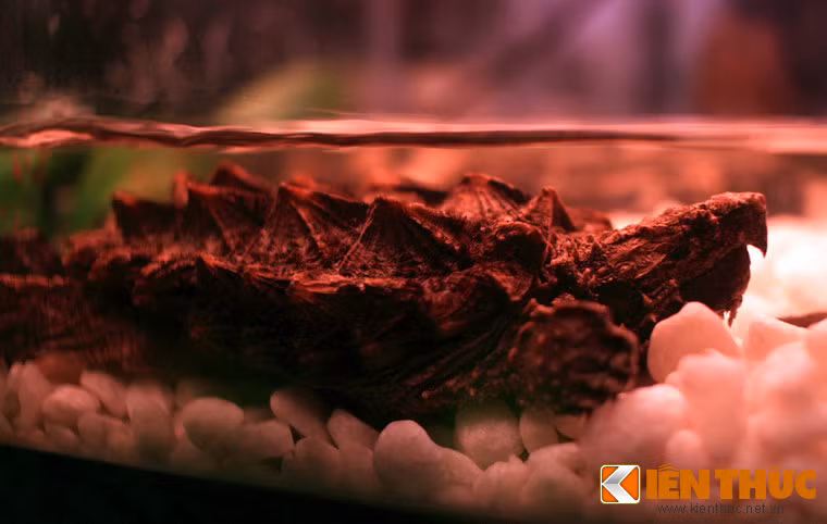 Đến từ Bắc Mỹ, rùa cá sấu Alligator snapping (tên khoa học là Macrochelys temminckii) là một trong những loài rùa nước ngọt lớn nhất thế giới, với trọng lượng có thể lên đến 100kg khi trưởng thành. Loài rùa này có dáng vẻ rất dữ dắn với đầu to, bộ hàm cực khỏe, mai nhiều gai nên thường được gọi là “quái vật rùa”.