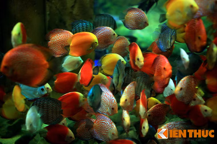 Sắc màu rực rỡ của cá đĩa.
