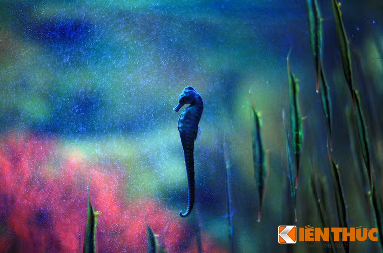 Không chỉ có hình thù kì lạ, cá ngựa còn có một tập tính độc nhất vô nhị: con đực "mang thai" hộ con cái bằng một túi đựng trứng trên mình. Cạnh đó là đàn cá lưỡi dao (Aeoliscus strigatus), loài cá có hình dạng cơ thể kì dị và kiểu bơi khác thường: Chúng bơi thành đàn, miệng cắm xuống dưới và đuôi chổng lên trời.