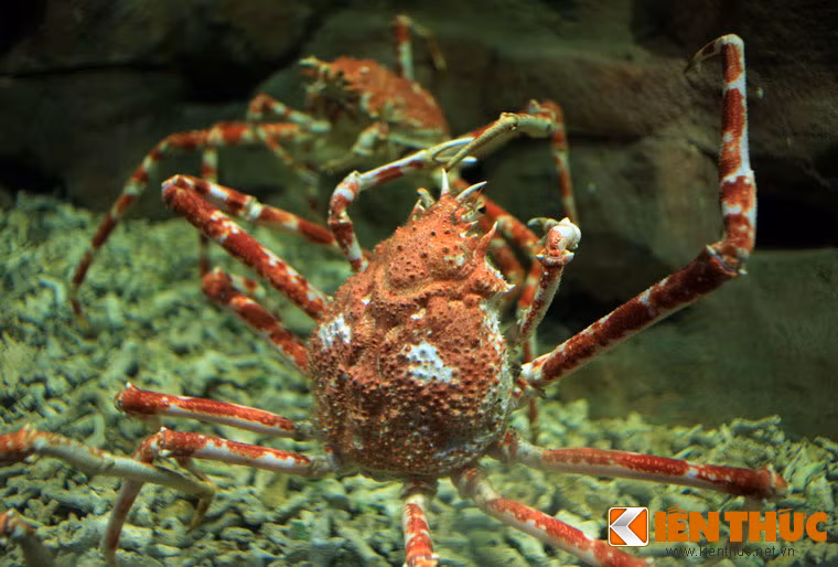 Cua hoàng đế đỏ (Paralithodes camtschaticus) đến từ vùng biển cực Bắc Thái Bình Dương là một trong những loài động vật giáp xác có kích cỡ to lớn nhất thế giới với chiều dài khi duỗi hết các chân lên đến 1,8, cân nặng 3kg, đây