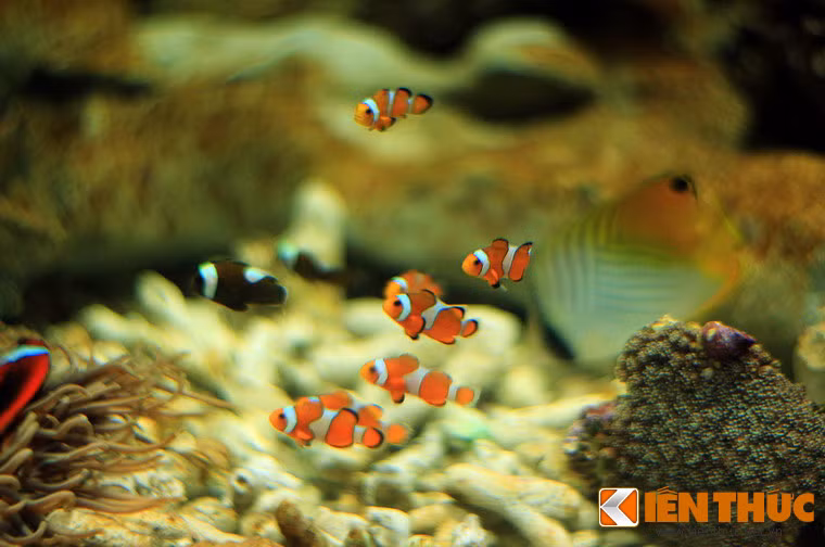Cá hề (Amphiprion ocellaris), loài cá biển sống ở các dải đá ngầm và rạn san hô, được hàng triệu người trên thế giới biết đến qua phim hoạt hình Đi tìm Nemo.
