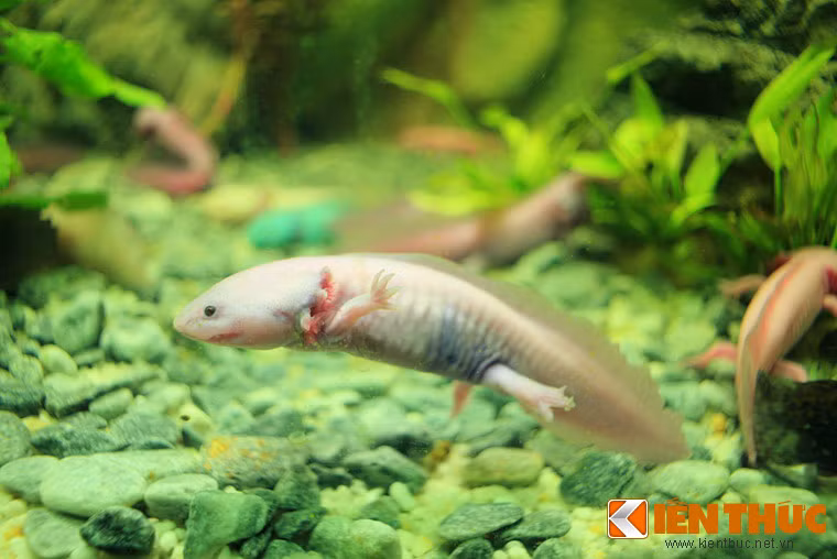 Sự xuất hiện của hàng chục con "khủng long 6 sừng" Axolotl (Ambystoma mexicanum), một loài lưỡng cư có xuất xứ từ đất nước Mexico cũng được nhiều người chú ý. Với nhiều đặc điểm có một không hai, con vật này được các nhà khoa học coi là một trong những sinh vật kì lạ nhất thế giới.