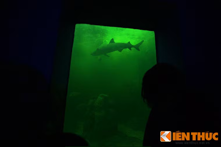 Cá mập trắng lớn (Carcharodon carcharias) cũng có mặt. Đây là loài cá ăn thịt lớn nhất thế giới với chiều dài khi trưởng thành là 6m, nặng hơn 2 tấn. Dù vậy, những chú cá mập trắng hiện diện ở Hà Nội chỉ có kích cỡ "baby".