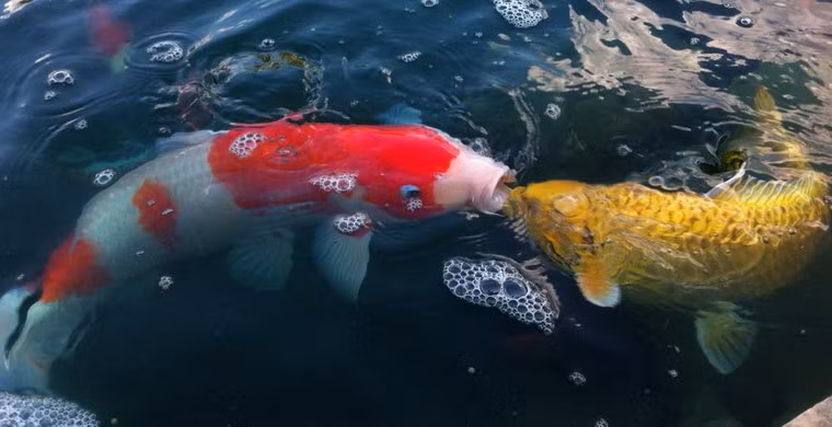 Ngoài Gin Rin Chagoi, còn có nhiều giống cá koi khác giá mềm hơn, mỗi giống có một vẻ đẹp khác nhau để thỏa mãn nhu cầu của người chơi cá cảnh. Ảnh: internet