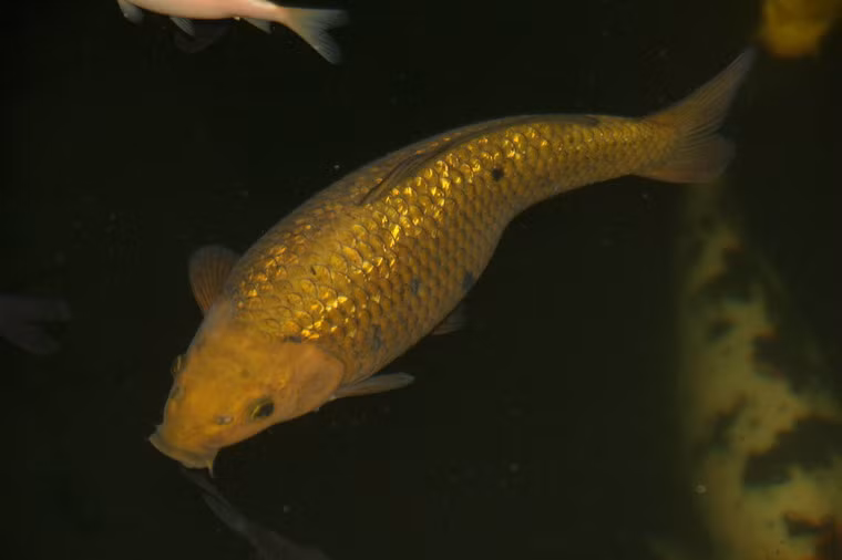 Một con cá trưởng thành dài từ 60cm - 1m, giá dao động từ 50 đến 100 triệu đồng/con.