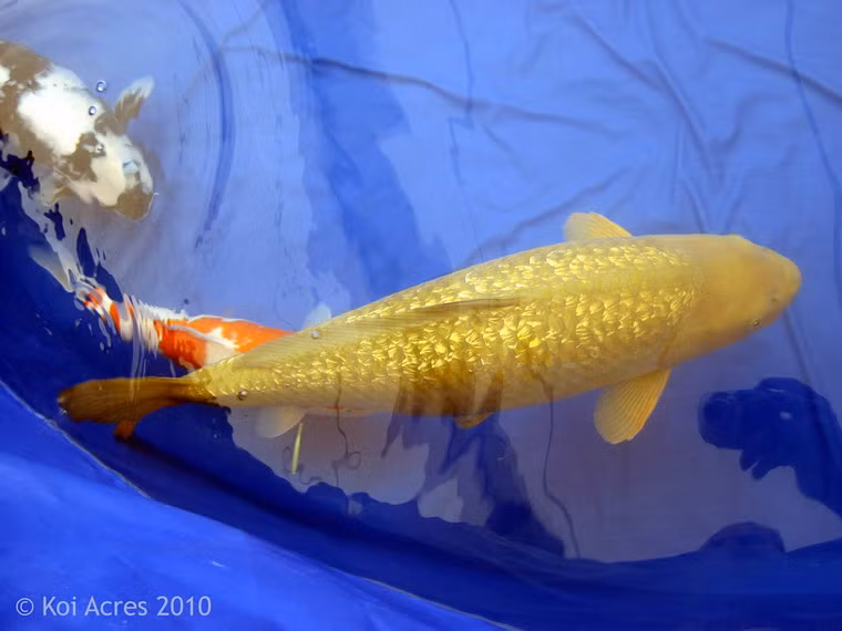 Trong các loại cá koi (cá chép cảnh Nhật Bản) được dân chơi ưa chuộng, cá koi giống Gin Rin Chagoi được coi là đẳng cấp nhất.