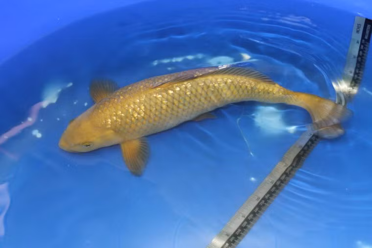 Bể cá phải đủ lớn, đảm bảo nhiệt độ, dòng chảy và có hệ thống lọc.