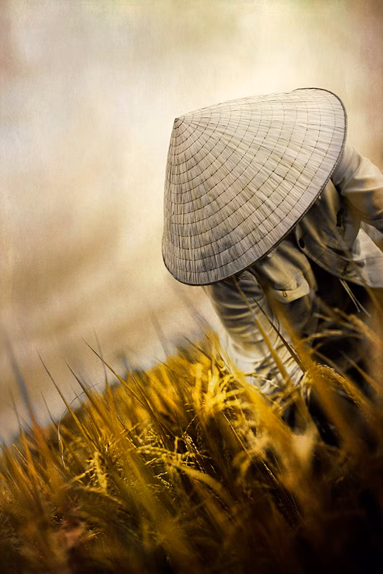 Nông dân trên ruộng lúa gần Hội An.