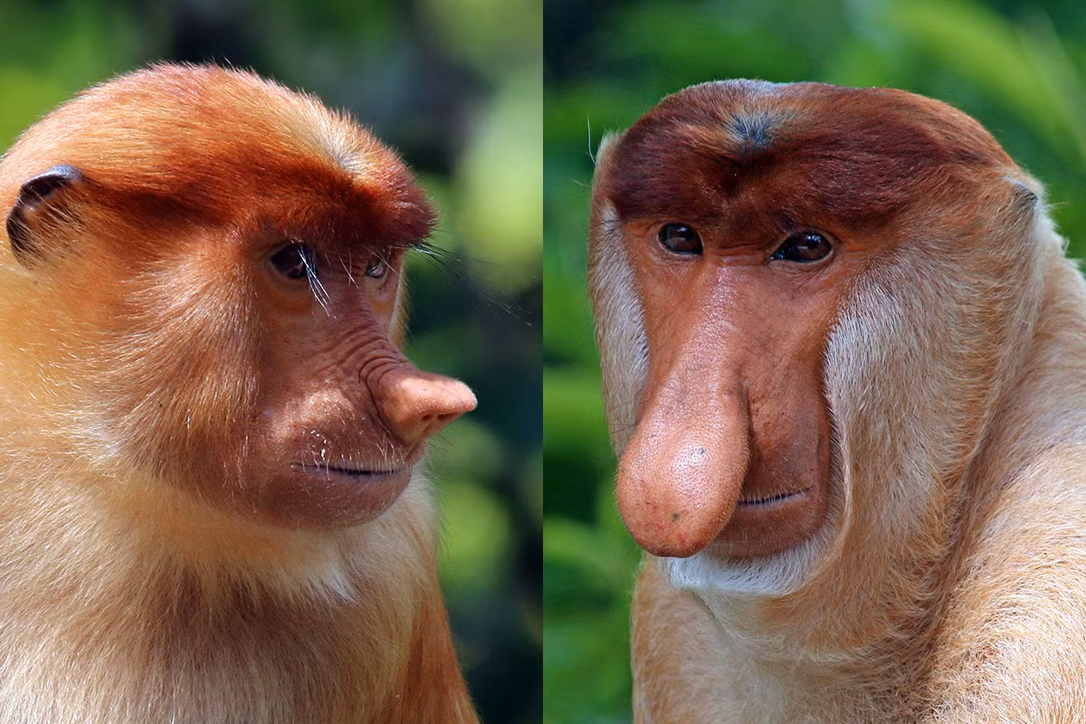 Điểm dễ nhận biết nhất ở loài khỉ này là chúng có chiếc mũi to, dài bất thường, đặc biệt ở con đực. Mũi con đực có thể dài tới 18 cm và rộng bè sang hai bên. Mũi con cái ngắn hơn và thuôn nhọn về đầu mũi.