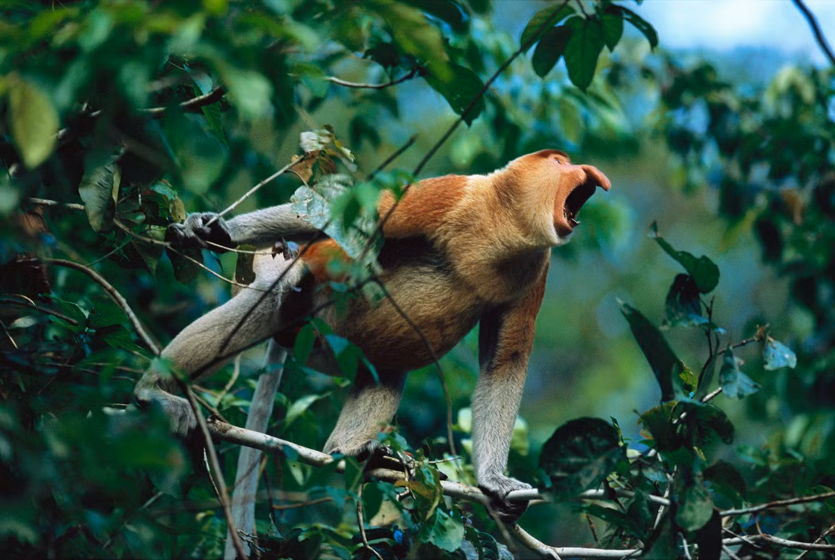 Chiếc mũi dài chính là điểm giúp con đực thu hút bạn tình vào mùa sinh sản. Cũng nhờ chiếc mũi này mà khỉ vòi có thể phát ra những tiếng hú vang xa hàng chục km.