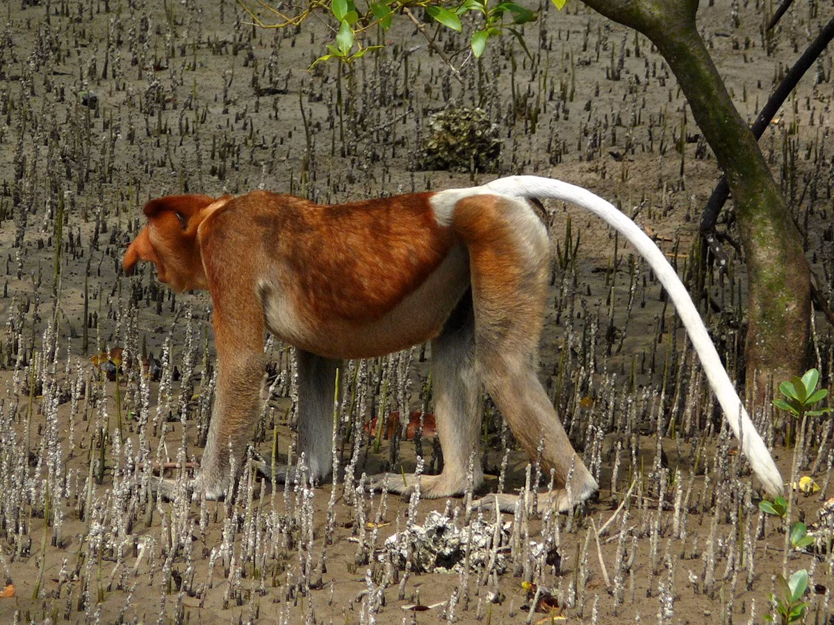 Có hai phân loài của khỉ vòi đã được ghi nhận, gồm Nasalis larvatus larvatus, chiếm toàn bộ phạm vi phân bố, và Nasalis larvatus orientalis, chỉ hiện diện giới hạn ở Đông Bắc Kalimantan. Điểm khác biệt giữa hai phân loài là rất nhỏ.