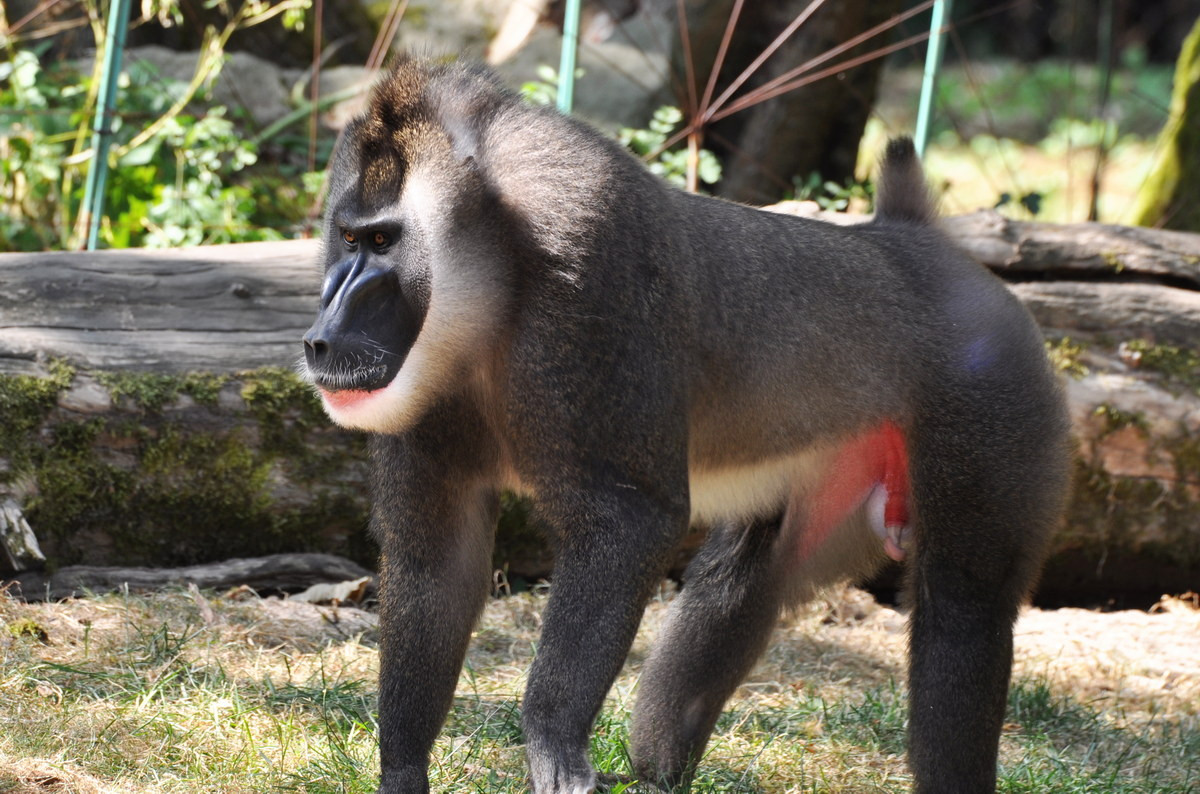 Khỉ đầu chó mặt xanh (Mandrillus leucophaeus) dài 61-77 cm, phân bố ở Cameroon, Nigeria và Guinea Xích đạo. Sống ở rừng mưa đất thấp, loài khỉ lớn này có phần da quanh mõm nhẵn nhụi, bóng loáng, ánh xanh nhẹ.