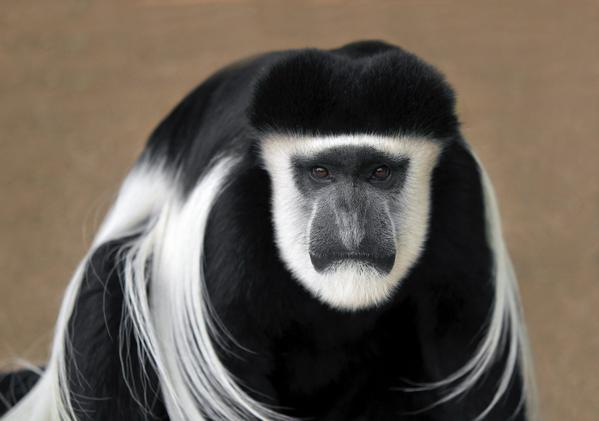 Khỉ áo đen trắng (Colobus guereza) dài 45-72 cm, phân bố rộng ở các khu rừng nhiệt đới ẩm Trung và Đông Phi. Chúng có hai dải lông dài màu trắng dọc hai bên lưng, khuôn mặt cũng có viền lông màu trắng.