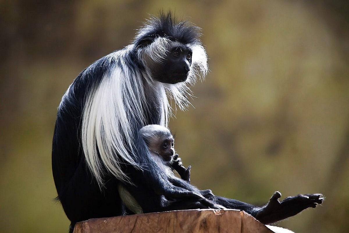 Khỉ áo đen trắng Angola (Colobus angolensis) dài 47-68 cm, cư trú ở một số loại sinh cảnh khác nhau ở Angola, Congo và các nước láng giềng. Sống chủ yếu trên cây, loài này có dải lông trắng ở lưng ngắn hơn, lông mặt dài hơn loài Colobus guereza.