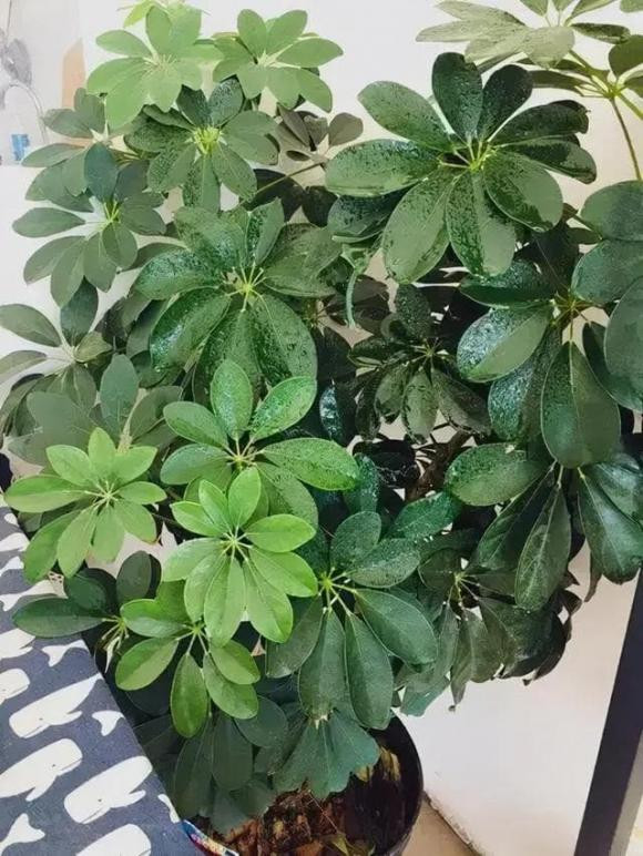 Nguoi xua noi phong khach co 3 loai cay, 90% khong phu cung la quy!-Hinh-3