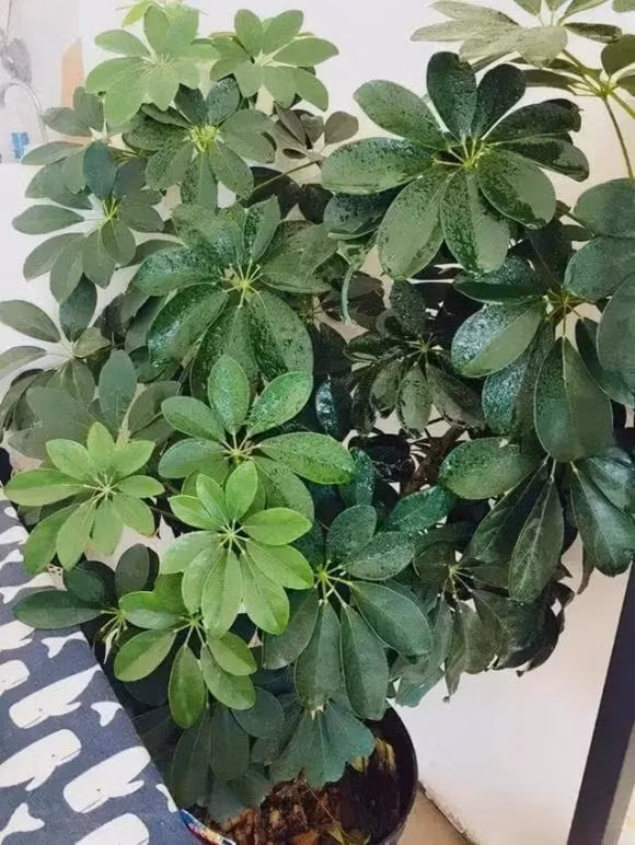 Nguoi xua noi phong khach co 3 loai cay, 90% khong phu cung la quy!-Hinh-3