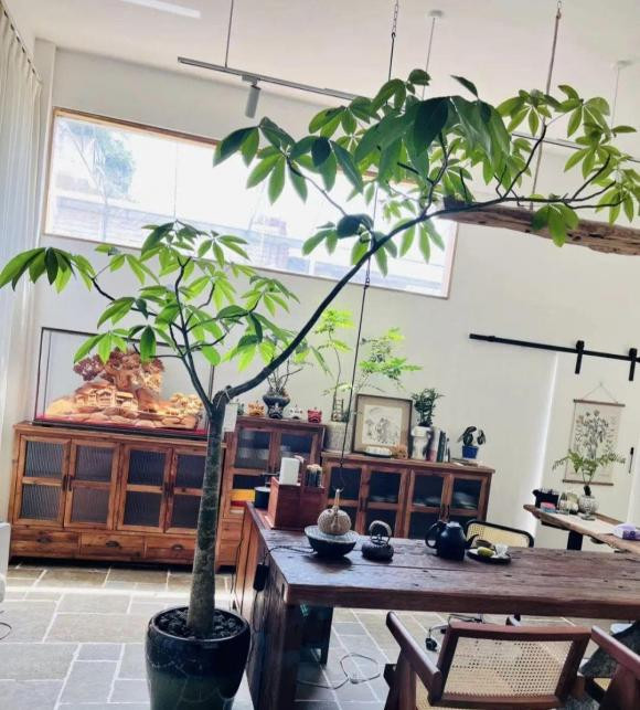 Nguoi xua noi phong khach co 3 loai cay, 90% khong phu cung la quy!