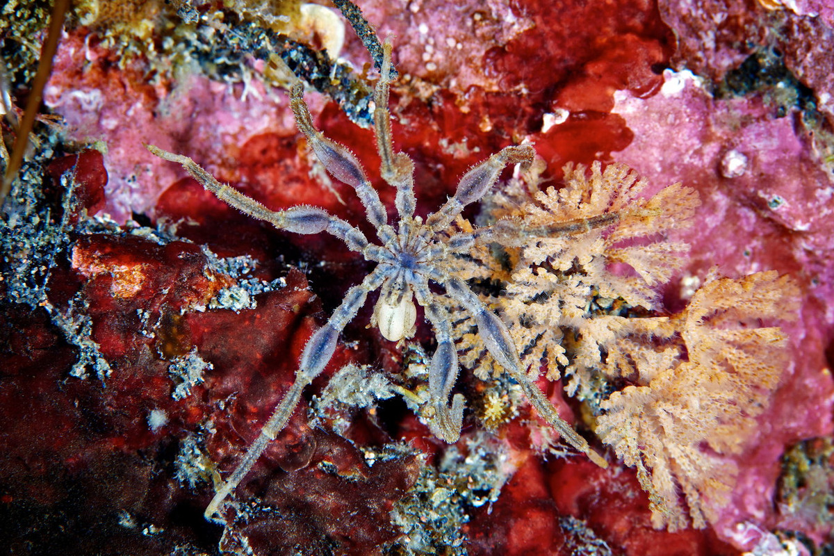 Đa phần nhện biển sống giữa tảo biển ở vùng biển nông và các rạn san hô nhiệt đới. Nhưng cũng có một số loài sống ở đáy biển sâu thẳm. Ảnh: Coldwater.science.