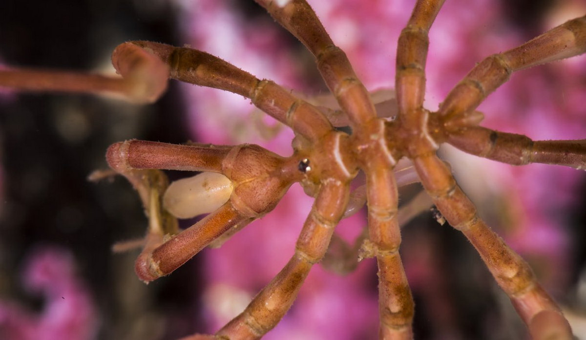 Những con vật này không có phần phụ miệng giống móng vuốt như ở nhiều loài chân khớp mà có một vòi đâm nằm dưới da, sử dụng như cái kim tiêm để hút chất lỏng từ con mồi là động vật không xương sống. Ảnh: Hi.no.