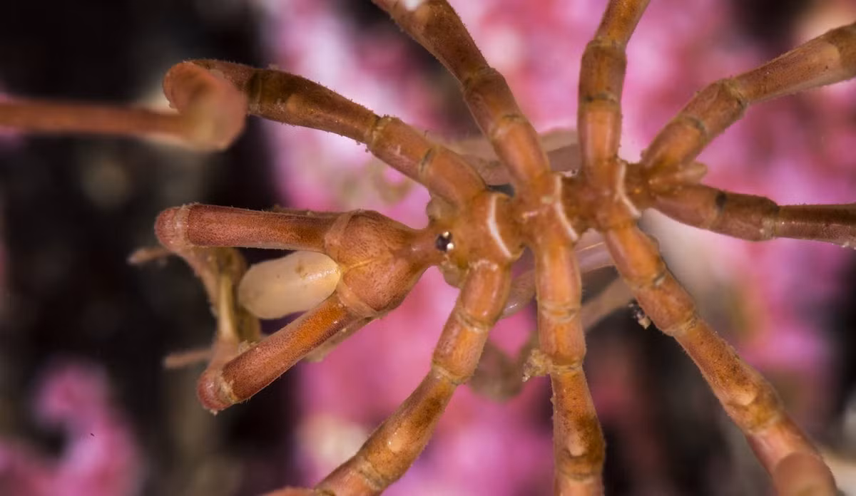 Những con vật này không có phần phụ miệng giống móng vuốt như ở nhiều loài chân khớp mà có một vòi đâm nằm dưới da, sử dụng như cái kim tiêm để hút chất lỏng từ con mồi là động vật không xương sống. Ảnh: Hi.no.