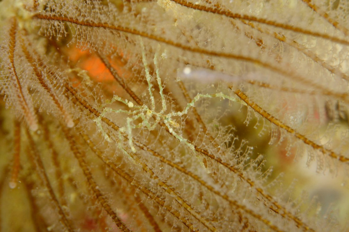 Nhện biển gai (Endeis spinosa) dài 8 cm, thường thấy vùng ven bờ biển châu Âu. Loài này có cơ thể cực kỳ mảnh với một cái vòi hình trụ. Ảnh: OMARE.