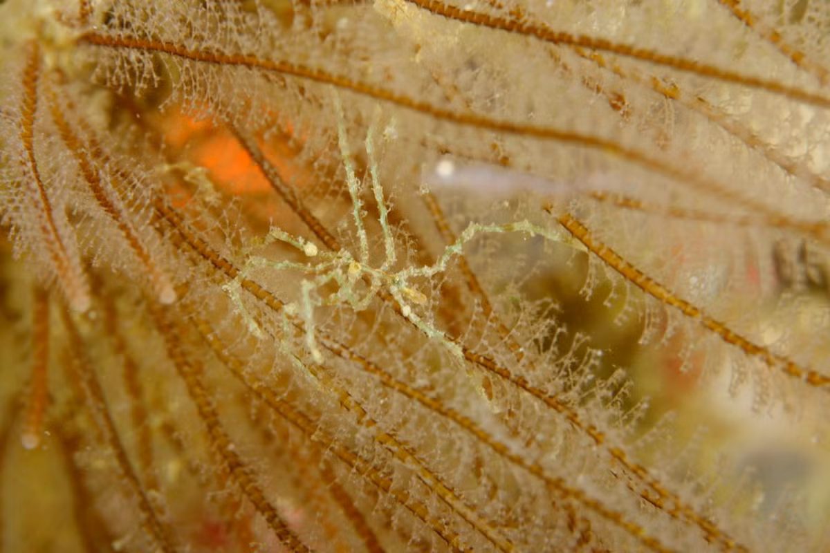Nhện biển gai (Endeis spinosa) dài 8 cm, thường thấy vùng ven bờ biển châu Âu. Loài này có cơ thể cực kỳ mảnh với một cái vòi hình trụ. Ảnh: OMARE.