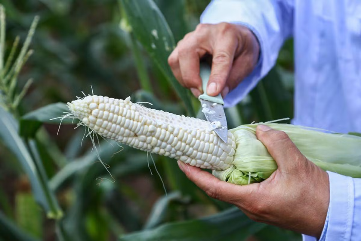 Lạ miệng ngô nữ hoàng đỏ, ngô ăn sống siêu ngọt thơm như hoa quả - Hình 2 La mieng ngo nu hoang do, ngo an song sieu ngot thom nhu hoa qua-Hinh-2