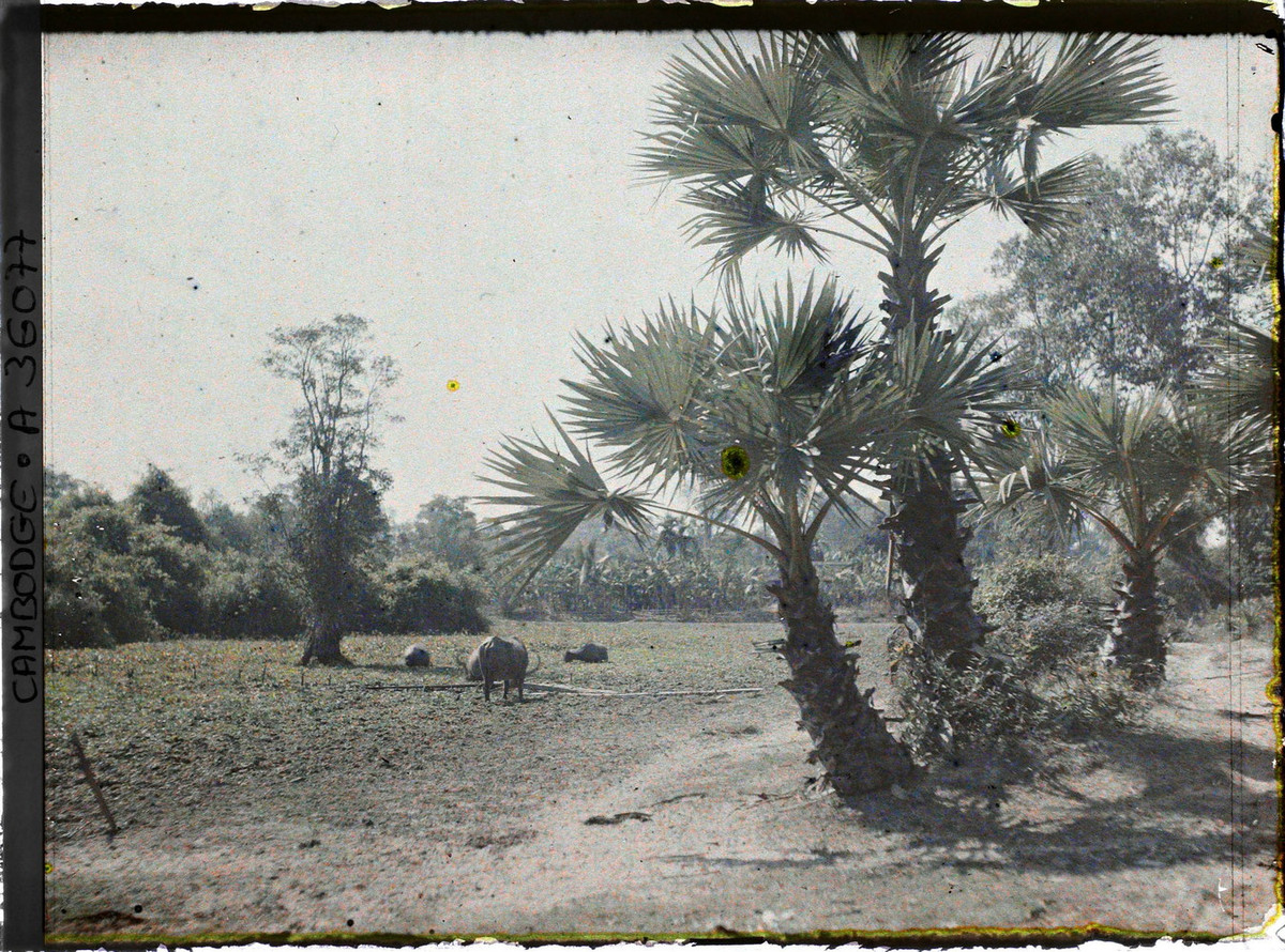 Những con trâu gặm cỏ trên cánh đồng.