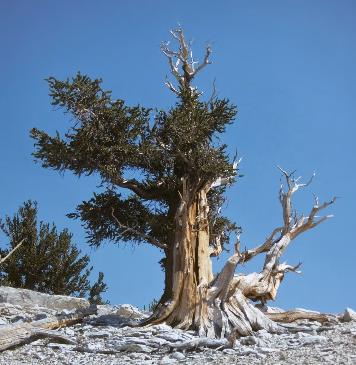 Nhiều cây thông Bristlecone được xác định là có tuổi thọ lên đến hàng nghìn năm. Trong số đó, cây thông mang tên "Prometheus" là cây còn sống lâu đời nhất được ghi nhận, với tuổi đạt khoảng 4.900 năm trước khi bị đốn hạ vào năm 1964. Ảnh: Wikimedia Commons.