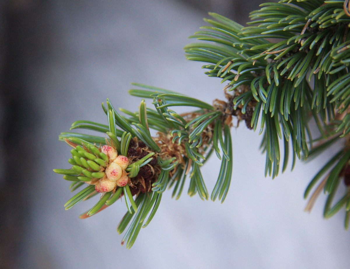 Điều kiện sống ngặt ngèo khiến cây phát triển rất chậm. Những chiếc lá kim của cây, mọc thành chùm năm chiếc, có thể tồn tại trên cây tới 40 năm. Ảnh: Wikipedia.