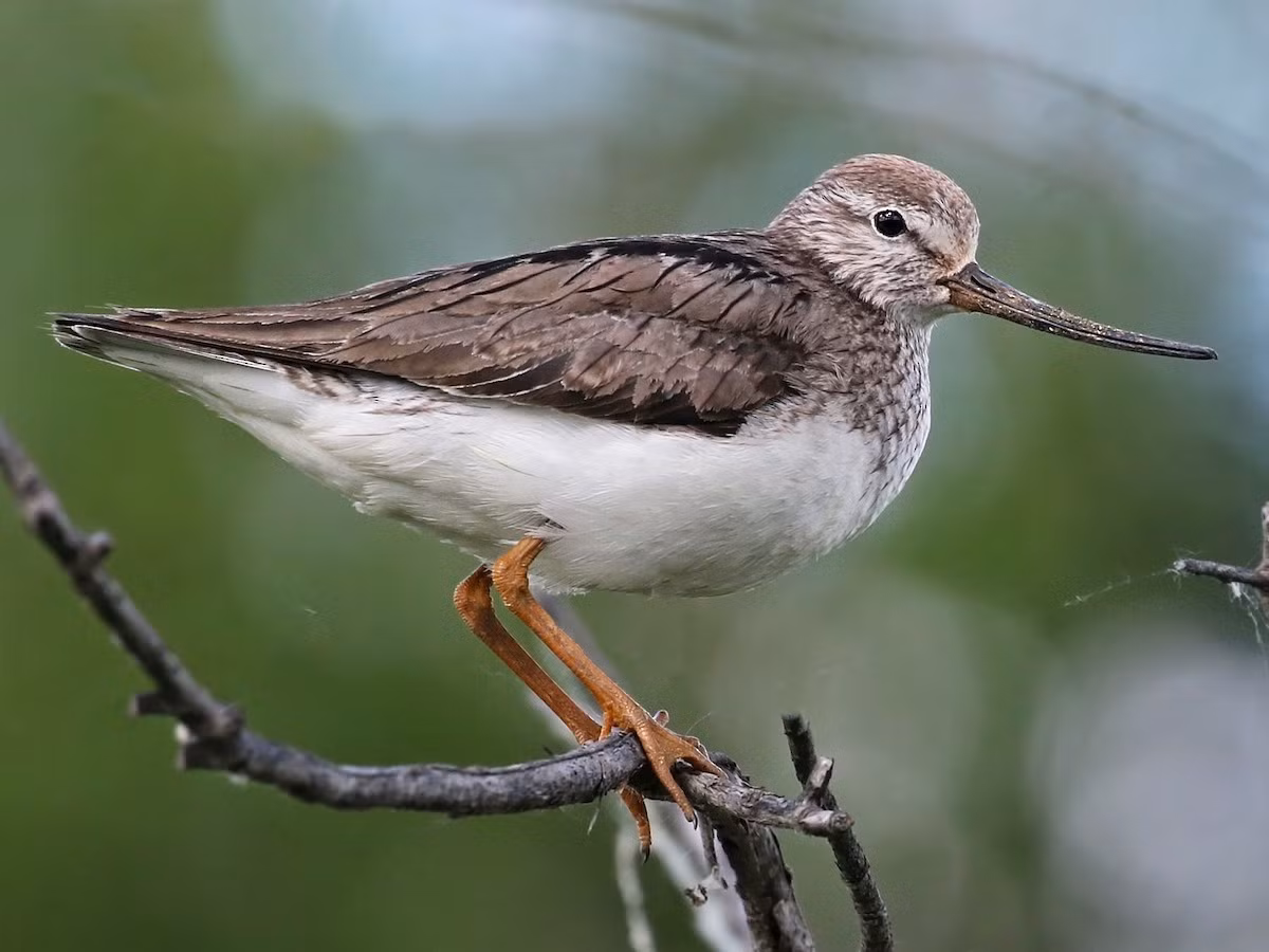 Choắt chân màng bé (Xenus cinereus) dài 22-25 cm, là loài di cư, trú đông ven biển không phổ biến tại Đông Bắc, Trung, Nam Trung Bộ, tương đối phổ biến tại Nam Bộ. Chúng được ghi nhận ở bãi bùn, cát ngập triều, các sinh cảnh đất ngập nước ven biển.