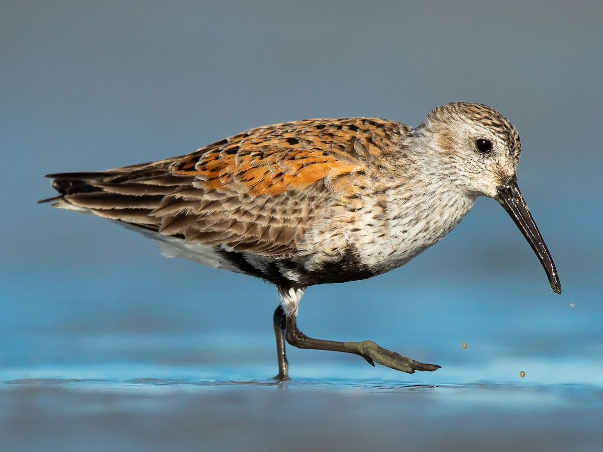 Rẽ trán trắng (Calidris alpina) dài 17-21 cm, là loài di cư, trú đông tương đối phổ biến tại Đông Bắc, hiếm đến không phổ biến tại Trung Trung Bộ và Nam Bộ. Chúng sống ở bãi lầy ven biển, cồn cát, ao nuôi trồng thủy sản, dọc các sông lớn.