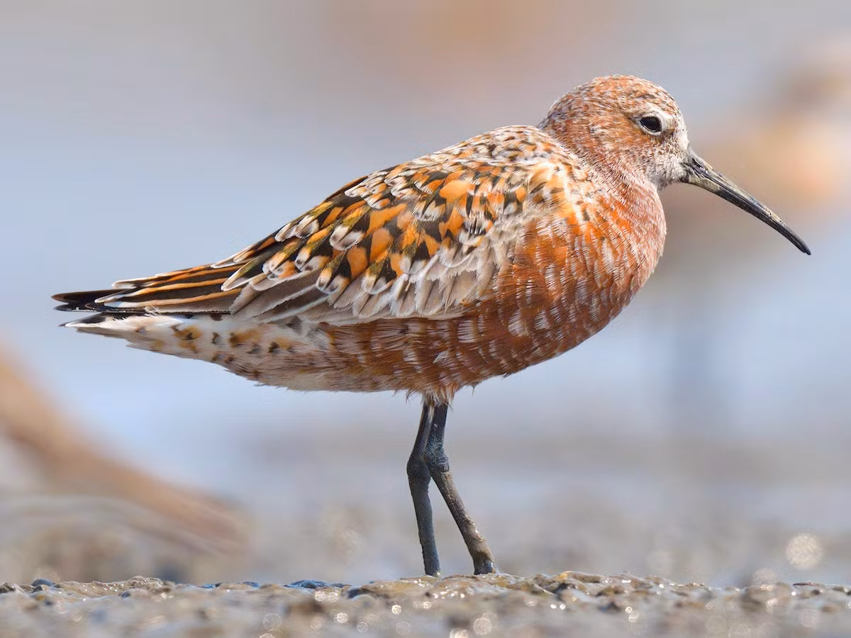 Rẽ bụng nâu (Curlew sandpiper) dài 19-22 cm, là loài di cư, trú đông không phổ biến tại Đông Bắc, Trung, Nam Trung Bộ và Nam Bộ. Sinh cảnh của loài chim rẽ này là bãi bùn lầy ven biển, ao nuôi trồng thủy sản, dọc các sông lớn. Tình trạng bảo tồn: Sắp bị đe dọa (Sách Đỏ UICN).