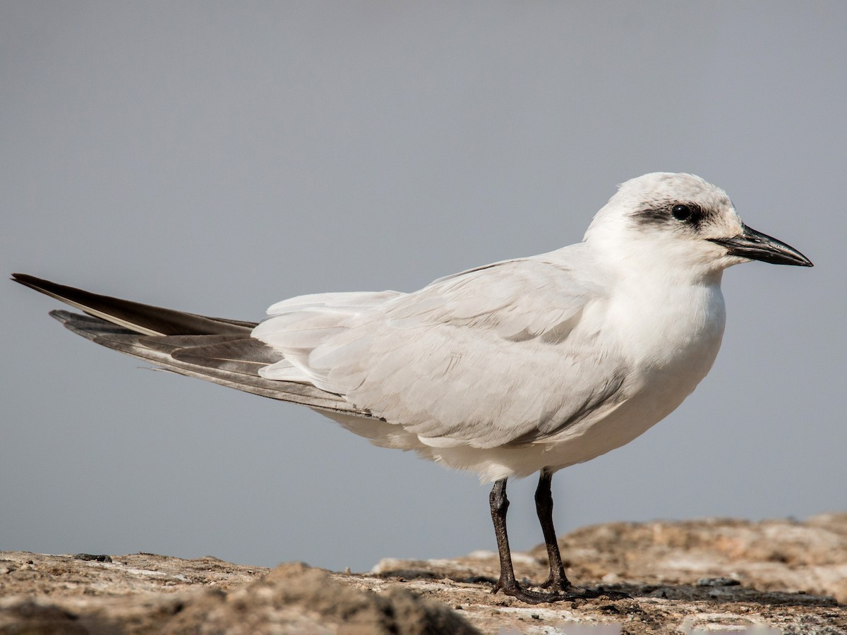 Nhàn chân đen (Gelochelidon nilotica) dài 34-37 cm, là loài di cư, trú đông không phổ biến tại Đông Bắc, Trung, Nam Trung Bộ và Nam Bộ. Chúng sống ở các vùng bãi triều ven biển, hồ, sông lớn, ao nuôi trồng thủy sản, chỉ gặp ở vùng đất thấp.