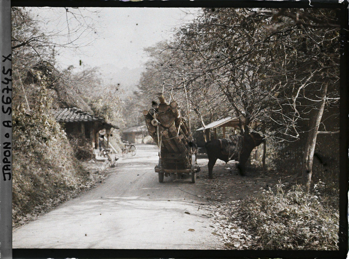 Chiếc xe bò kéo gỗ trên đường làng.