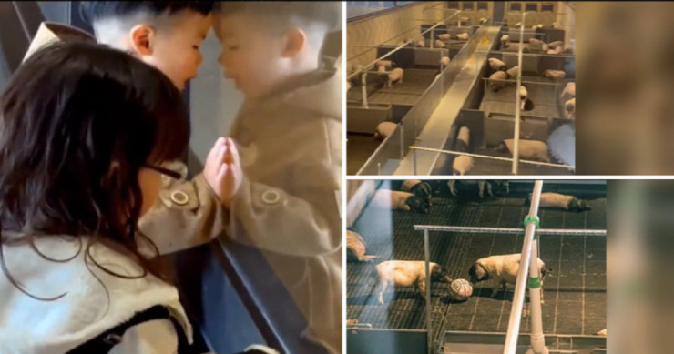 Du khách phải bỏ hơn 1.000 USD để ngắm heo ở Trung Quốc Du khach phai bo hon 1.000 USD de ngam heo o Trung Quoc