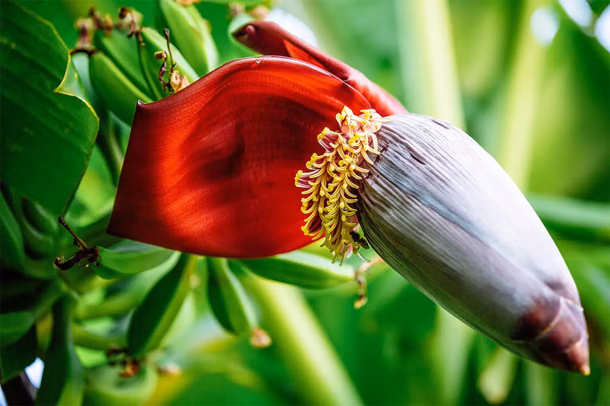  Chuối (Musa acuminata) thuộc họ Chuối (Musaceae), cao 9 m, có nguồn gốc từ châu Á. Loài cây này mọc ra hoa đực lép ở cuối buồng quả. Dạng hoang dã của loài chuối này có nhiều hạt, trong khi các giống chuối trồng lấy quả đã được lai tạo để không có hạt. Ngày nay chuối là cây trồng quen thuộc ở các vùng khí hậu ấm khắp thế giới.